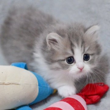 マンチカン(短足)【山形県・女の子・2025年11月3日・ブルー】の写真「パパもママもまんまる顔✨話題のブリマンチちゃん🐱」