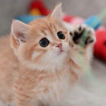 マンチカン(短足)【山形県・男の子・2025年9月8日・ブラウンタビー】の写真「パパもママもまんまる顔✨子猫の動画あります📹」