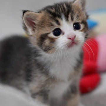 マンチカン(長足)【山形県・男の子・2025年9月4日・ブラック&ホワイト】の写真「パパもママもまんまる顔✨子猫の動画あります🎥」