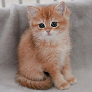 マンチカン(短足)【山形県・女の子・2025年9月8日・ゴールデン】の写真「パパもママもまんまる顔✨子猫の動画あります!」