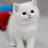 ブリティッシュショートヘア