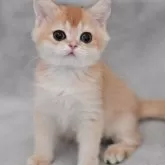 ブリティッシュショートヘア