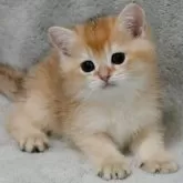 ブリティッシュショートヘア
