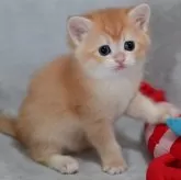 ブリティッシュショートヘア