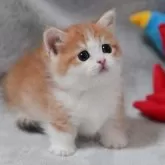 マンチカン(短足)