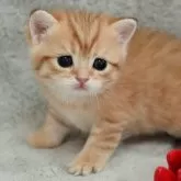 ブリティッシュショートヘア