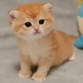 ブリティッシュショートヘア