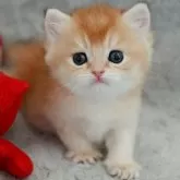 ブリティッシュショートヘア