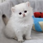 ブリティッシュショートヘア
