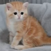 ブリティッシュショートヘア