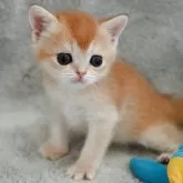 ブリティッシュショートヘア