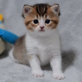 マンチカン(長足)