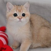 ブリティッシュショートヘア