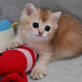 ブリティッシュショートヘア