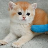 ブリティッシュショートヘア