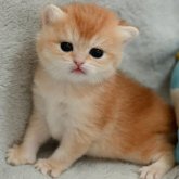 ブリティッシュショートヘア