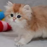 ブリティッシュショートヘア