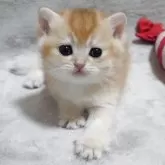 ブリティッシュショートヘア