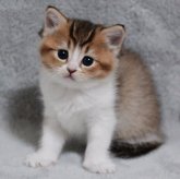 マンチカン(長足)