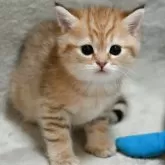 マンチカン(長足)