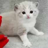 ミヌエット(短足)