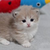 マンチカン(短足)