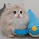 マンチカン(短足)