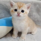 ブリティッシュショートヘア
