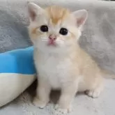 ブリティッシュショートヘア