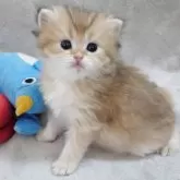 ブリティッシュショートヘア