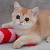 ブリティッシュショートヘア