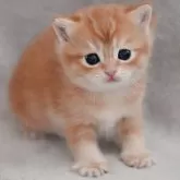マンチカン(短足)