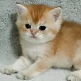ブリティッシュショートヘア