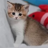 マンチカン(長足)