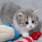 マンチカン(短足)