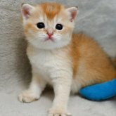 ブリティッシュショートヘア