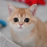 ブリティッシュショートヘア