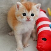 ブリティッシュショートヘア