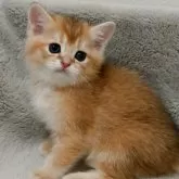 ブリティッシュショートヘア