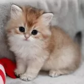 ブリティッシュショートヘア