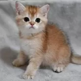 ブリティッシュショートヘア