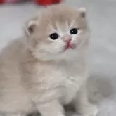 マンチカン(長足)