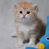 ブリティッシュショートヘア【山形県・男の子・2025年11月1日・ゴールデンタビー】の写真4