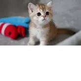 ブリティッシュショートヘア【山形県・男の子・2025年4月8日・ゴールデン】の写真4