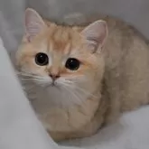 ブリティッシュショートヘア【山形県・男の子・2025年7月30日・ゴールデン】の写真4