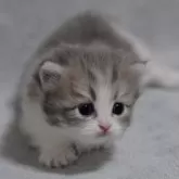 マンチカン(短足)【山形県・女の子・2025年11月3日・ブルー】の写真4