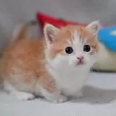 マンチカン(短足)【山形県・女の子・2025年12月4日・ブラウンタビー&ホワイト】の写真5