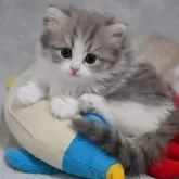 マンチカン(短足)【山形県・女の子・2025年11月3日・ブルー】の写真5