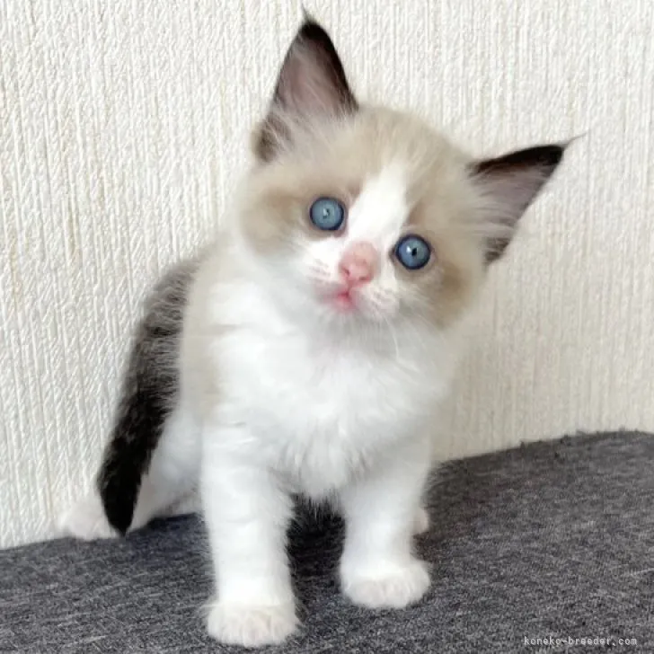 ID:2306-02227の子猫