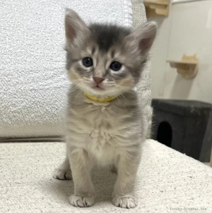 夢こ 様のお迎えした子猫